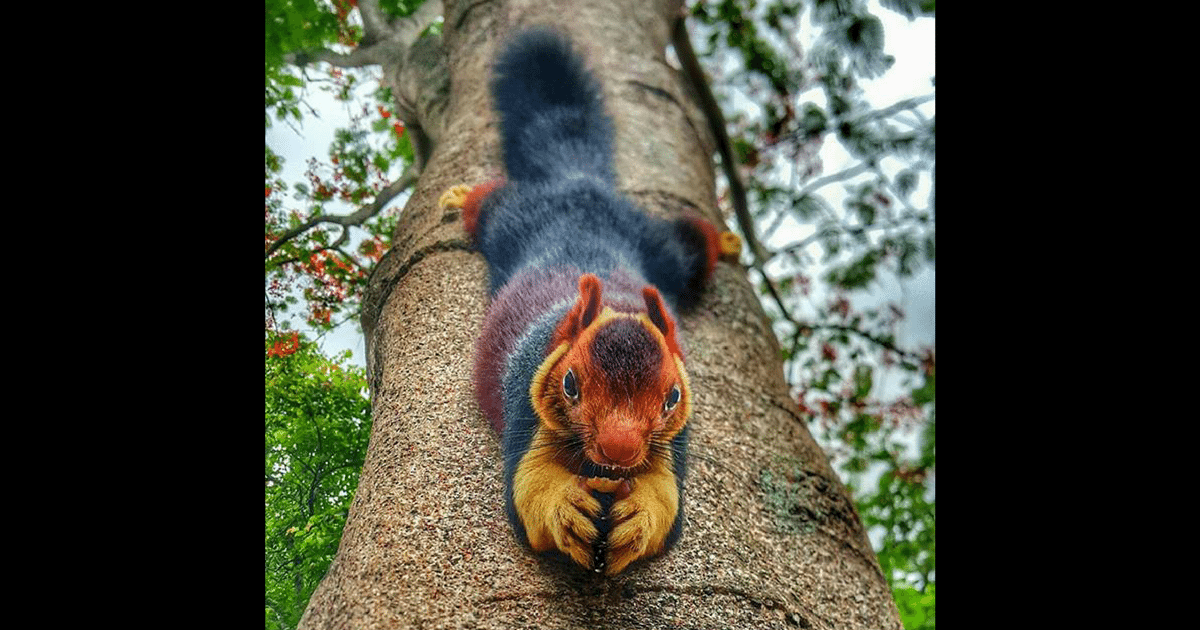 giant squirrel teddy