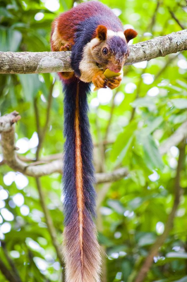 The Indian Giant Squirrel Is Almost Too Beautiful To Be Real | Beauty