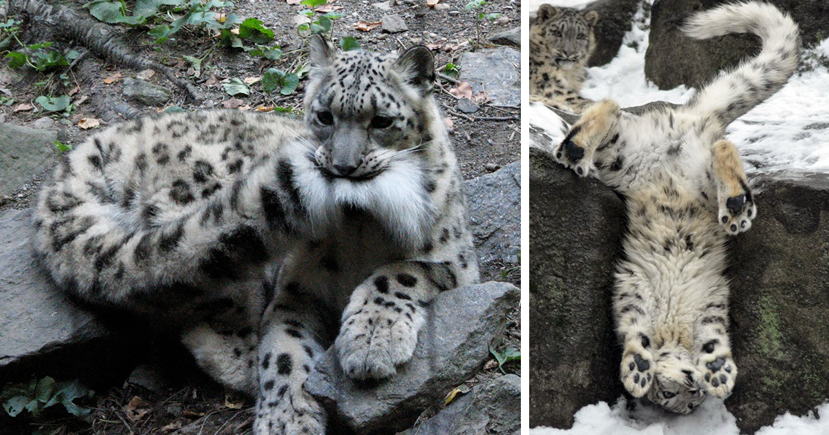 snow leopard upgrade