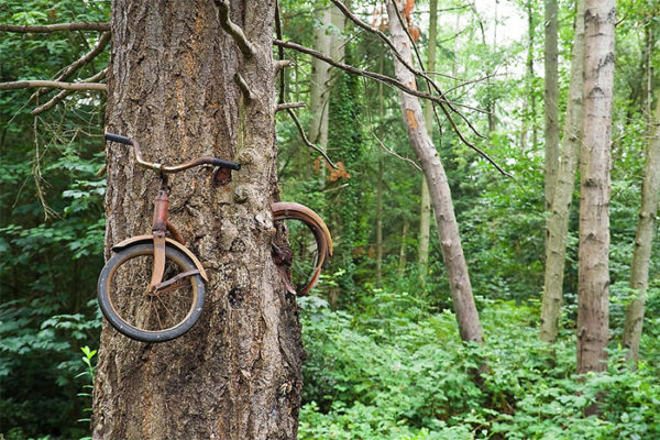 20 Badass Trees That Refused To Die Even At The Harshest Conditions ...