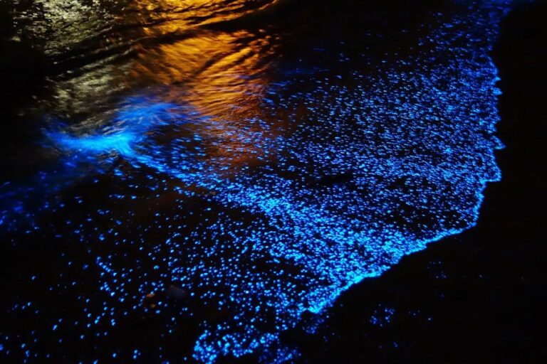 Bioluminescence in Holbox: everything there is to know about it ...