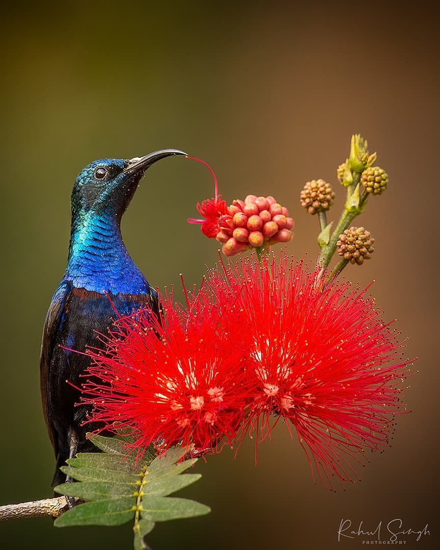 wildlife-photographer-captures-once-in-a-lifetime-moment-of-bird