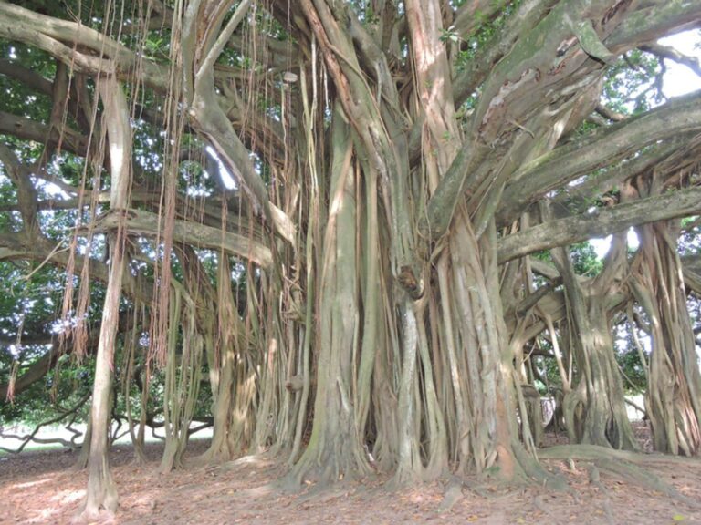 Colombia’s Largest Tree Is So Big in Diameter, It Has Grown Pillars to ...