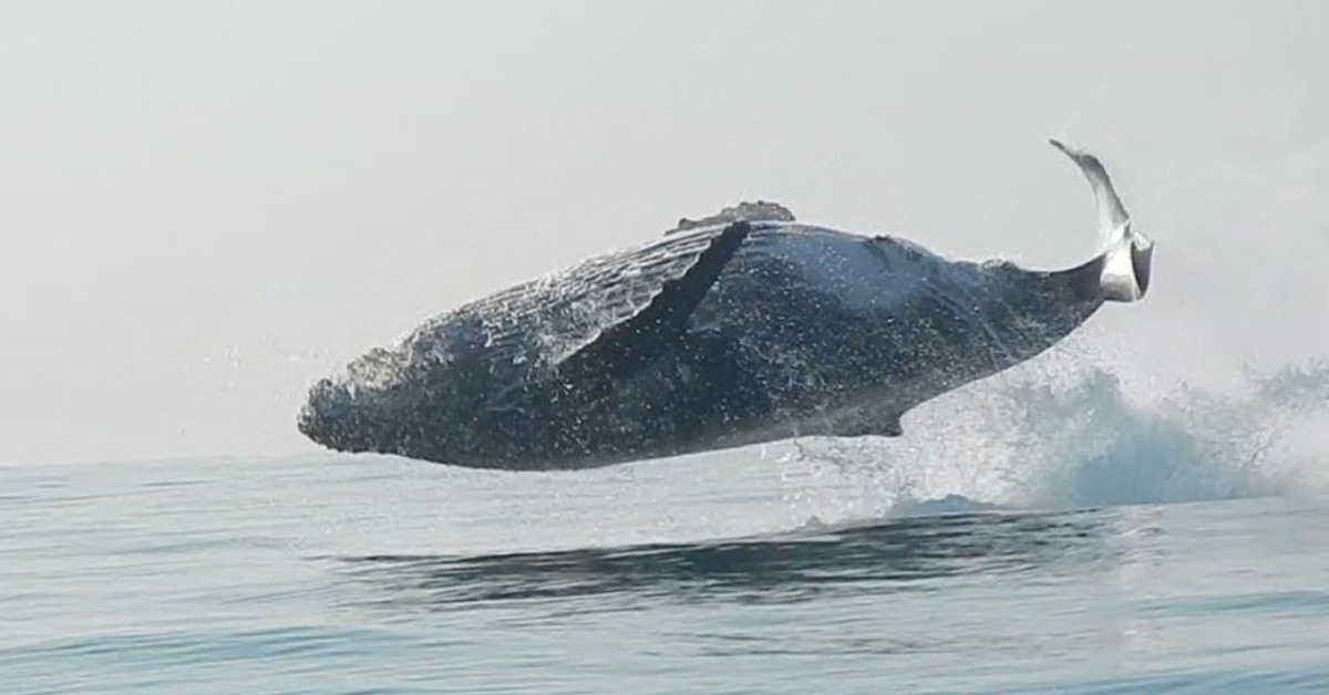 In A First Ever Video A Ton Whale Is Seen Breaching Completely Out Of The Water