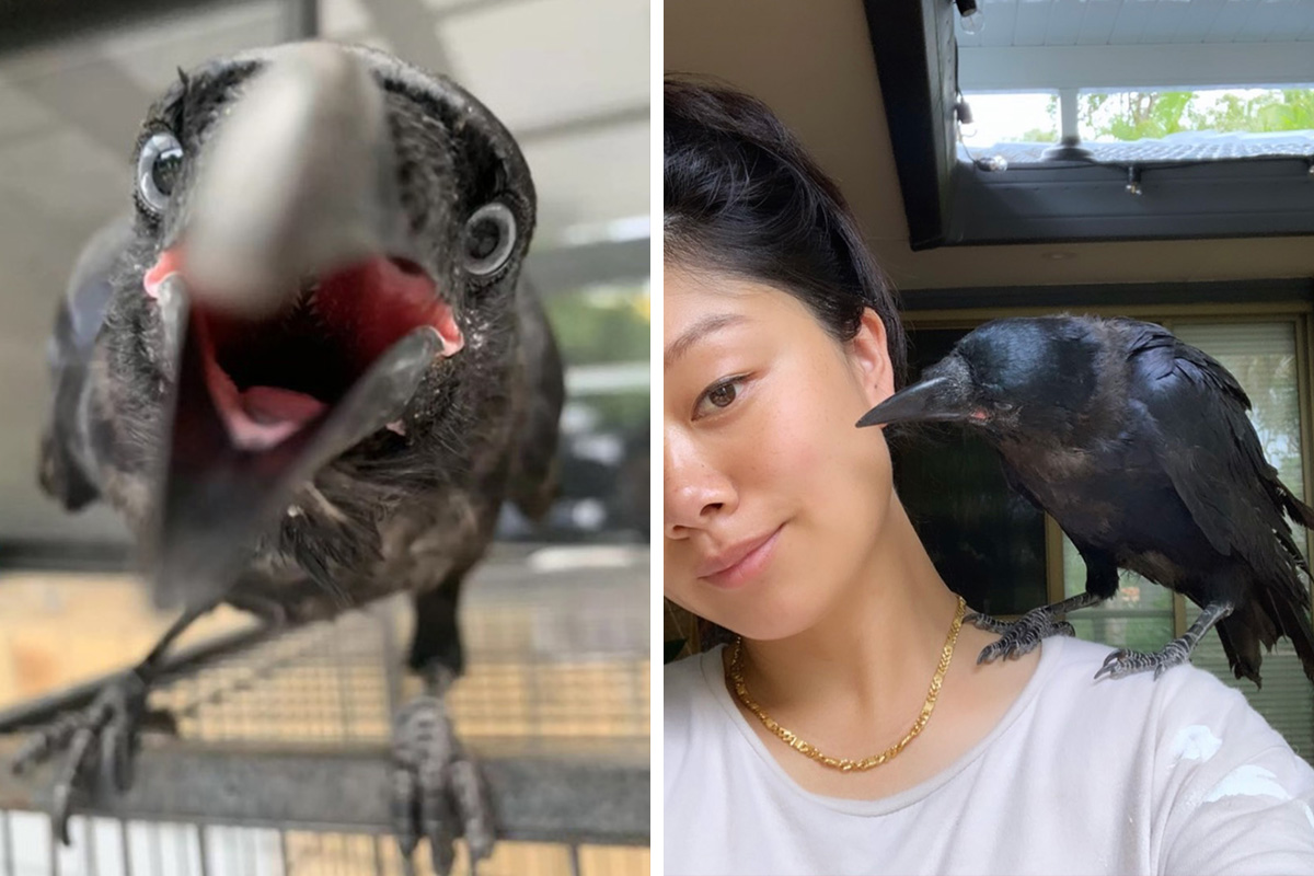 Extraordinary Tale Of A Rescued Baby Raven’s Affectionate Mornings With ...